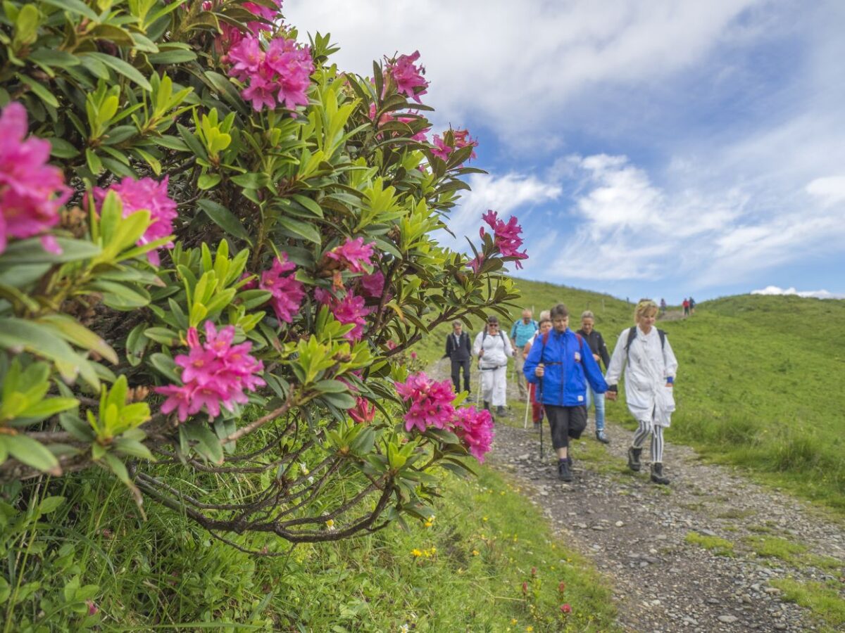 Roses alpines avec groupe de randonnée CAB en arrière-plan